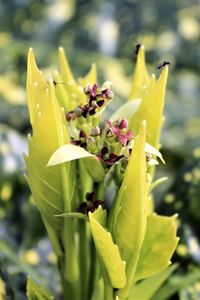 Close-up of yellow flowering plant