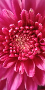 Close-up of pink rose flower