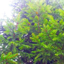 Plants growing on tree