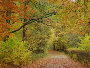 Footpath amidst trees in forest during autumn