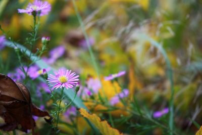Close-up of purple flowering plants