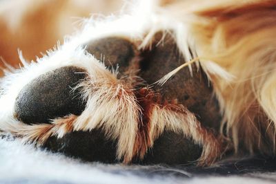 Close-up of dog paw