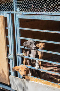 Portrait of two dogs on metal fence