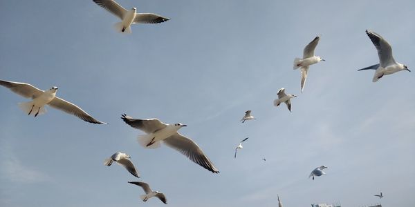 Low angle view of seagulls flying