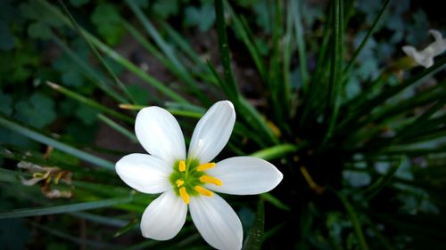 Close-up of white flower