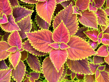 High angle view of pink flowering plant leaves