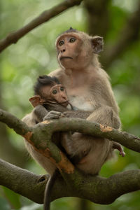 Monkey sitting on tree branch