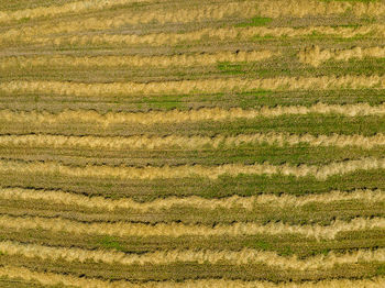 Full frame shot of agricultural field