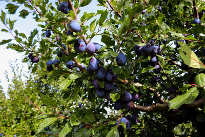 Low angle view of fruits growing on tree