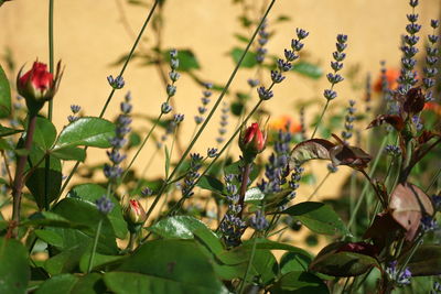 Close-up of flowering plants growing on plant