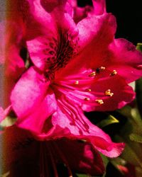 Close-up of pink rose flower