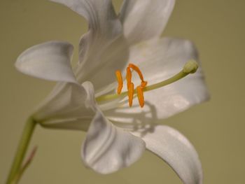 Close-up of white lily