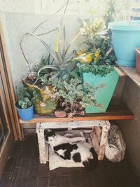 High angle view of cat by potted plants at home