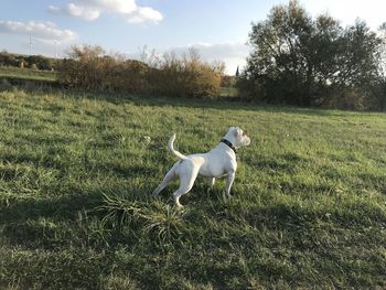 Dog in a field