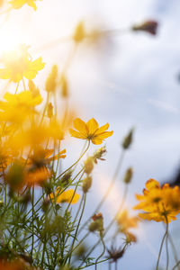 Close-up of yellow flowering plant