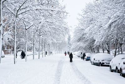 Group of people on snow covered trees