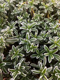 Full frame shot of iced plants