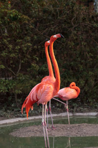 Pink caribbean flamingo, phoenicopterus ruber, in the middle of flock flamingos during breeding seas