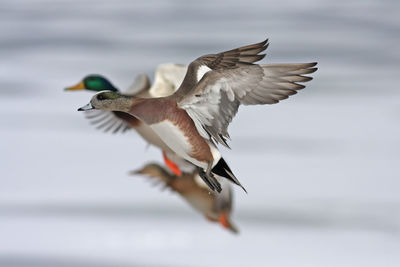 Close-up of bird