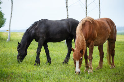 Horse grazing in field