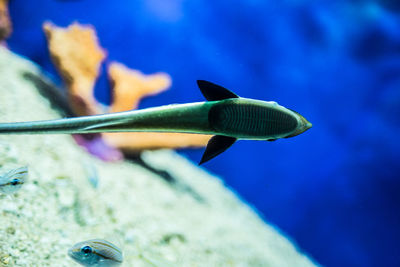 Close-up of fish underwater