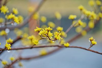 Close-up of flower on branch