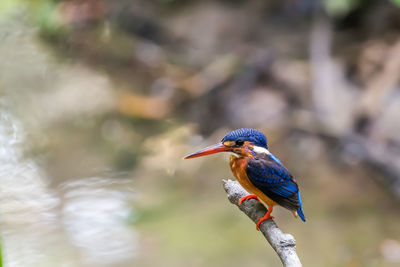 Close-up of bird perching on a branch