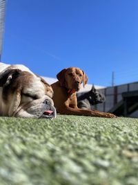 Close-up portrait of dog