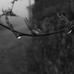 Close-up of water drops on plant