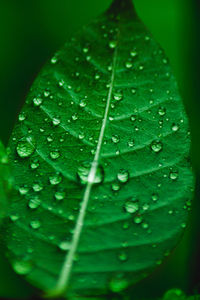 Close-up of raindrops on leaves