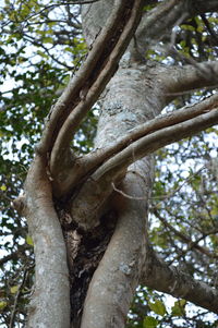 Low angle view of tree