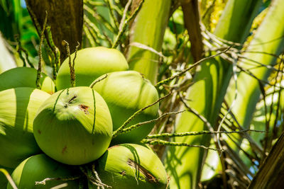 Close-up of fruit growing on tree