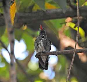 Close-up of bird perching on branch