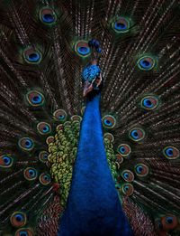 Close-up of peacock