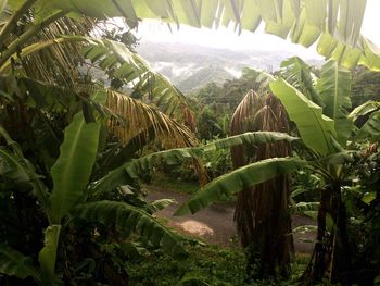 Close-up of palm tree in forest