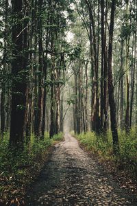 Road amidst trees in forest