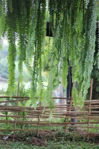 Trees in park