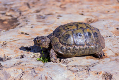 High angle view of turtle on field