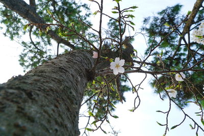 Low angle view of white flowers on tree