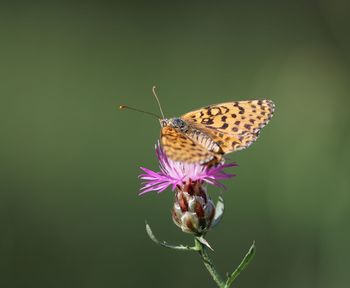 Close-up of butterfly pollinating on purple flower