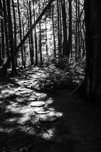 Trees growing in forest