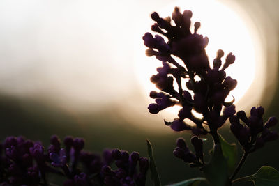 Close-up of purple flowering plant against sky