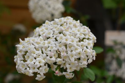 Close-up of white hydrangea flowers