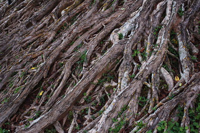 Full frame shot of tree trunk