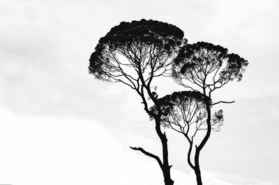 Low angle view of silhouette tree against sky