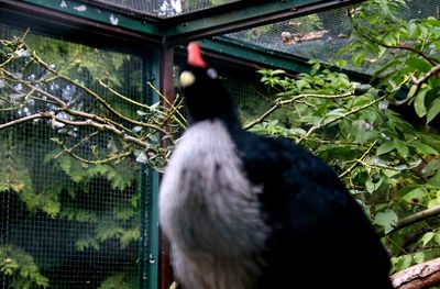 Close-up of bird perching on plant