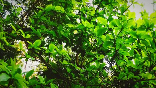 Low angle view of trees in forest