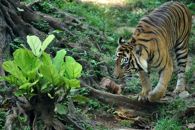 Indonesia tiger in a forest