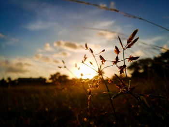 Close-up of plant on field against sky during sunset