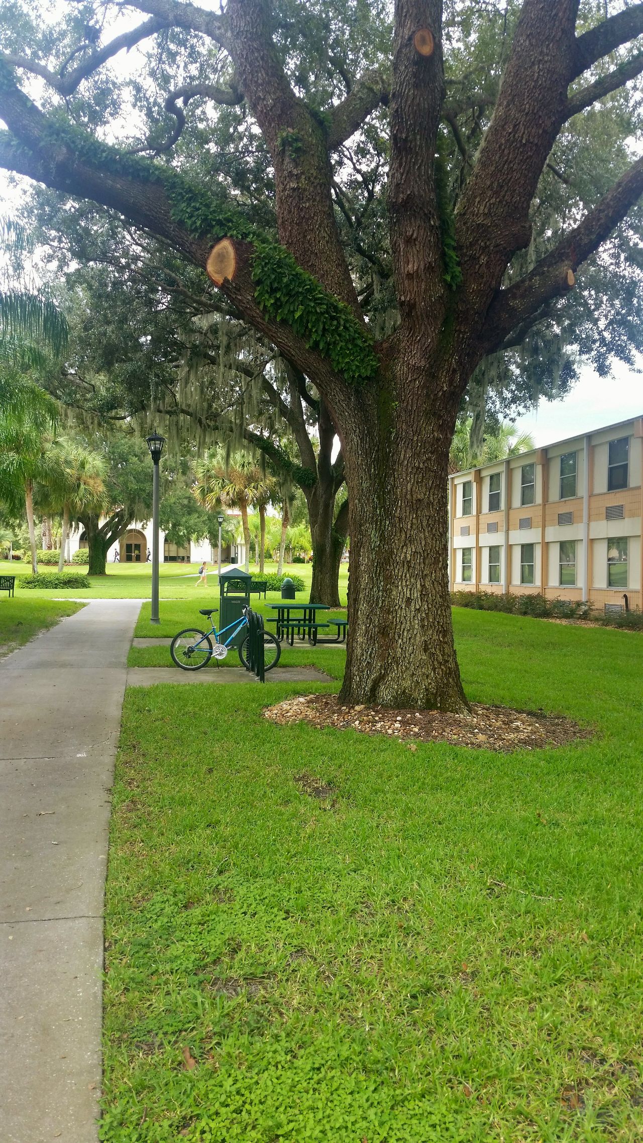 Saint leo univeristy